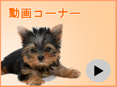 ����R�[�i�[